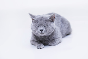 Funny large tabby cute kitten with beautiful closed eyes. Pets and lifestyle concept. Lovely fluffy smiling cat on grey background. British Shorthair cat lying on white table.