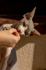 Canadian sphynx cat gently hugs housewives with paws and eats dry food