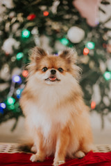 Fototapeta na wymiar tiny pom dog puppy pomeranian at christmas tree 