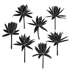 Set of lotus flowers isolated on white background. Vector illustration.