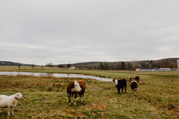 cow hefer beef cow grass fed