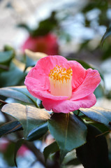 japanese camellia beautiful pink flowers in the garden