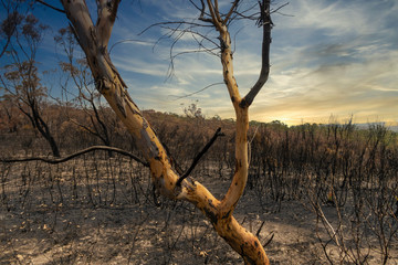 Fototapeta na wymiar Gum trees burnt in the bushfires in The Blue Mountains in Australia
