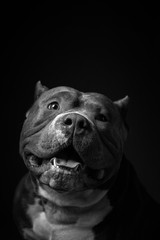 Dog breed American pit bull terrier. Dark background.