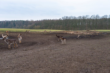 A large herd of deer and fallow deer in a closed farm in the field.