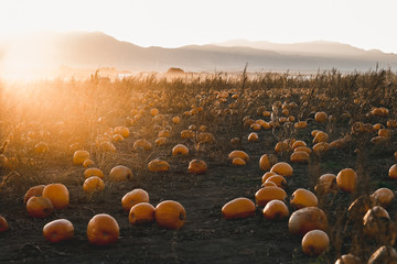 pumpkin field in Colorado at sunset