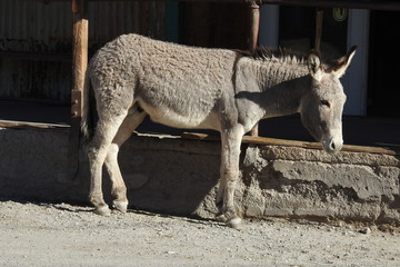 A wild burro hanging out in the town of Oatman, Arizona.