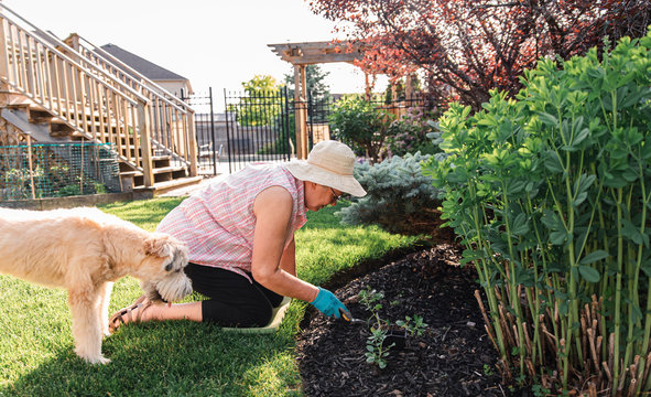 Older Woman Planting Flowers In A Garden With Her Dog Beside Her.