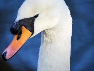 Close up details of the head and beak of a mute swan (Cygnus olor) on Crime Lake at Daisy Nook, Oldham