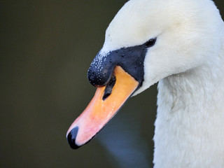 Close up details of the head and beak of a mute swan (Cygnus olor) on Crime Lake at Daisy Nook, Oldham
