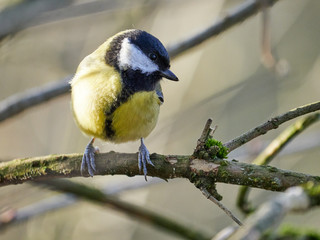 Obraz premium Daisy Nook