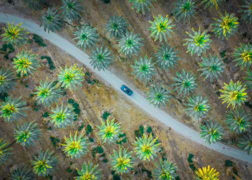 Car is on the road between green palm trees from above