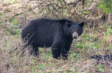 Black Bear stands on the forest in Yellowstone Natioal Park