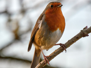 A European Robin (Erithacus rubecula) sat on a branch looking for food on a cold winters morning in Daisy Nook, Oldham, UK