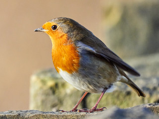 A European Robin (Erithacus rubecula) sat on a branch looking for food on a cold winters morning in Daisy Nook, Oldham, UK