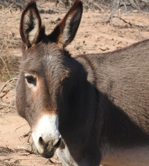 Wild burro, Chemehuevi Mountains, Parker, California.   