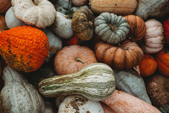 Pumpkins and gourds autumn harvest
