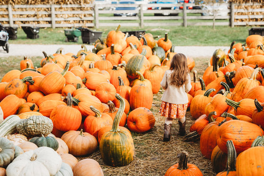 Pumpkin farm with children