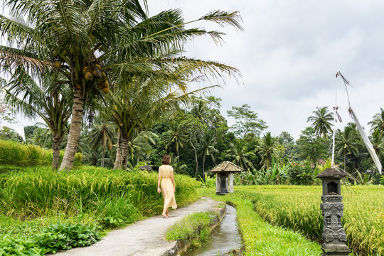 Young woman in the bright dress walking through the rice fields