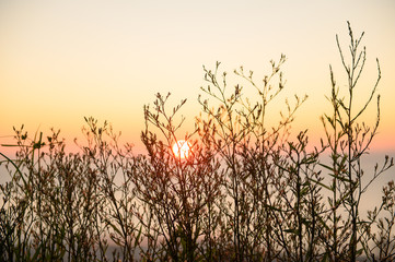 Obraz premium Warm autumn background with colorful bright meadow during the sunset. Silhouette of the grass in the light of the golden setting sun. Beautiful nature landscape with sunbeams.