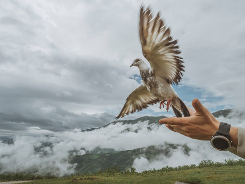 Close up of pigeon flying out of hands of man