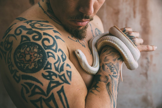 albino lampropeltis coiled in the hand of a tattooed man