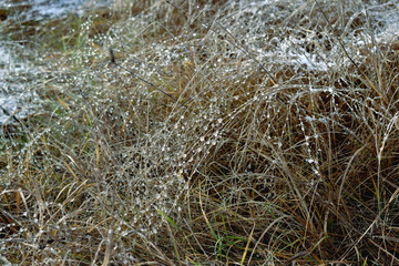 Fototapeta na wymiar Shiny ice drops on field grass.