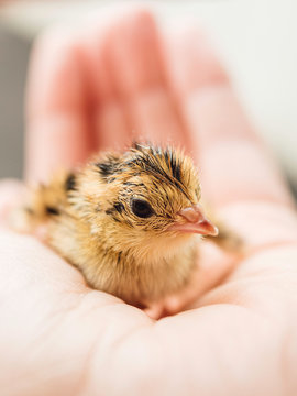 Holding a Cute Baby Quail