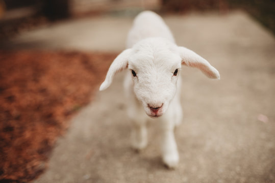 lamb outside looking up