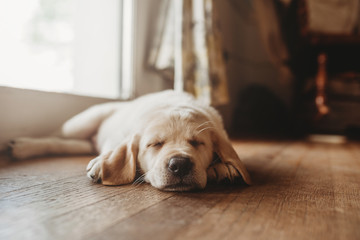 Sleeping yellow Labrador lab puppy