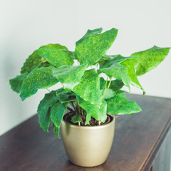 Urban jungle - Zimmerpflanzen - Calathea Network - Calathea Mosaica