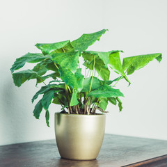 Urban jungle - Zimmerpflanzen - Calathea Network - Calathea Mosaica