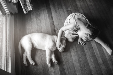 Sleeping yellow Labrador lab puppy being pet by little girl