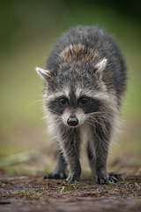 Raccoon in a Florida Swamp