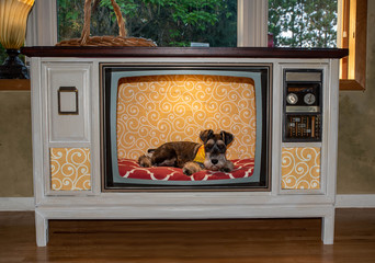A happy and cute schnauzer puppy sitting in upcycled television, TV made into dog kennel. Bed...