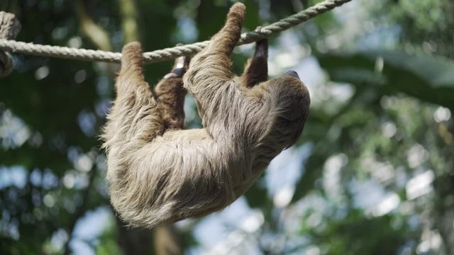 Sloth hanging on the rope scratching himself until he starts to fall asleep. 