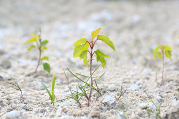 Young plant in the sand