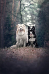 Border Collie dog outdoor