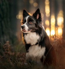Border Collie dog outdoor