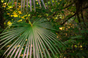 Large tropical leaf among greenery