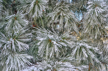Winter background with pine tree branches in hoarfrost