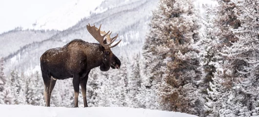 Moose in Snow in Jasper Canada  © Harry Collins