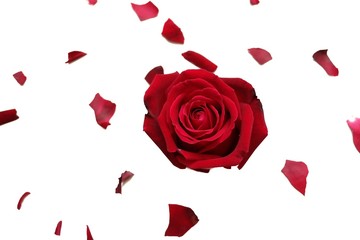 In selective focus of a sweet red rose flower blossom with a group of corollas on white isolated background with copy space 