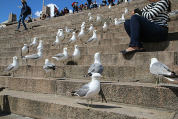 Obraz premium A big group of seagulls is standing on the stairs by the cathedral in Helsinki and curiously wathing the surroundings.