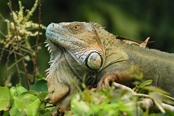Grüner Leguan