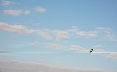 Bird perched on wires with blue sky background