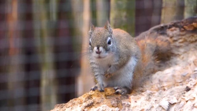 cute closeup of an american red squirrel, popular tropical rodent specie from America
