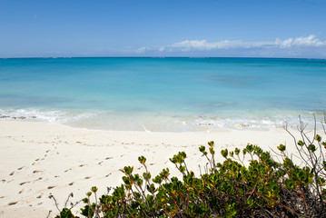 plants on beach shoreline Turks and Caicos