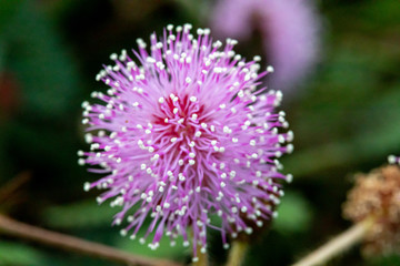 Close up The flowers of Mimosa pudica.