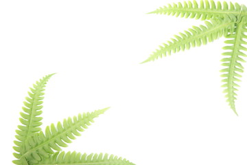 Pteridium aquilinum also known as eagle fern and Eastern brakenfern on a white isolated background